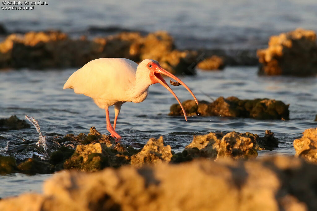 Ibis blancadulte, identification, régime, mange