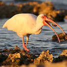 Ibis blanc