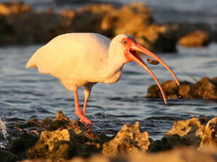 Ibis blanc