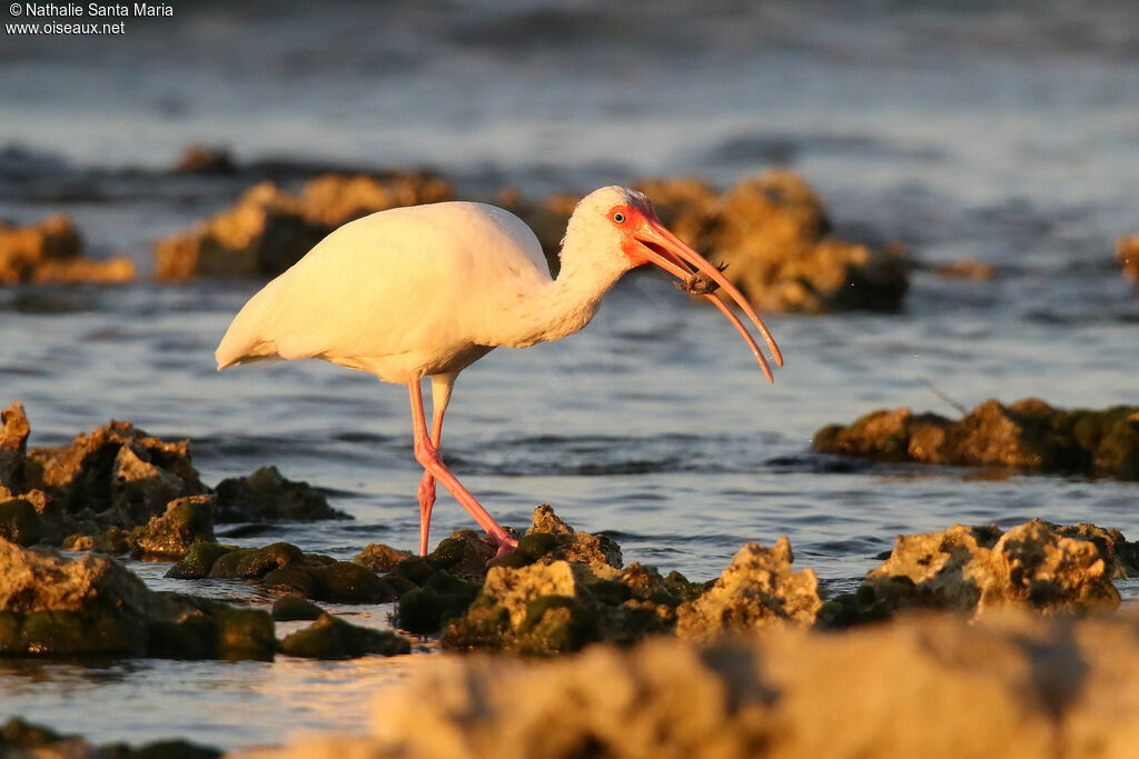 Ibis blancadulte, identification, régime, mange