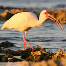 Ibis blanc