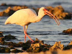 American White Ibis