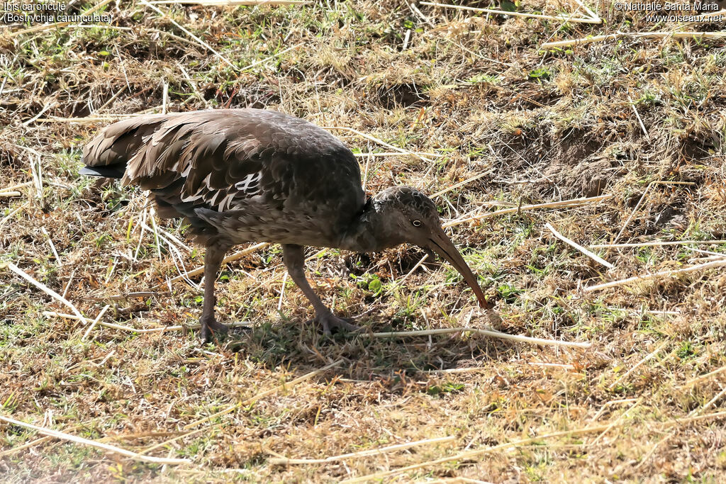 Wattled Ibisadult, identification, habitat, walking