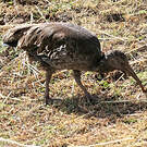 Ibis caronculé