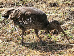 Wattled Ibis