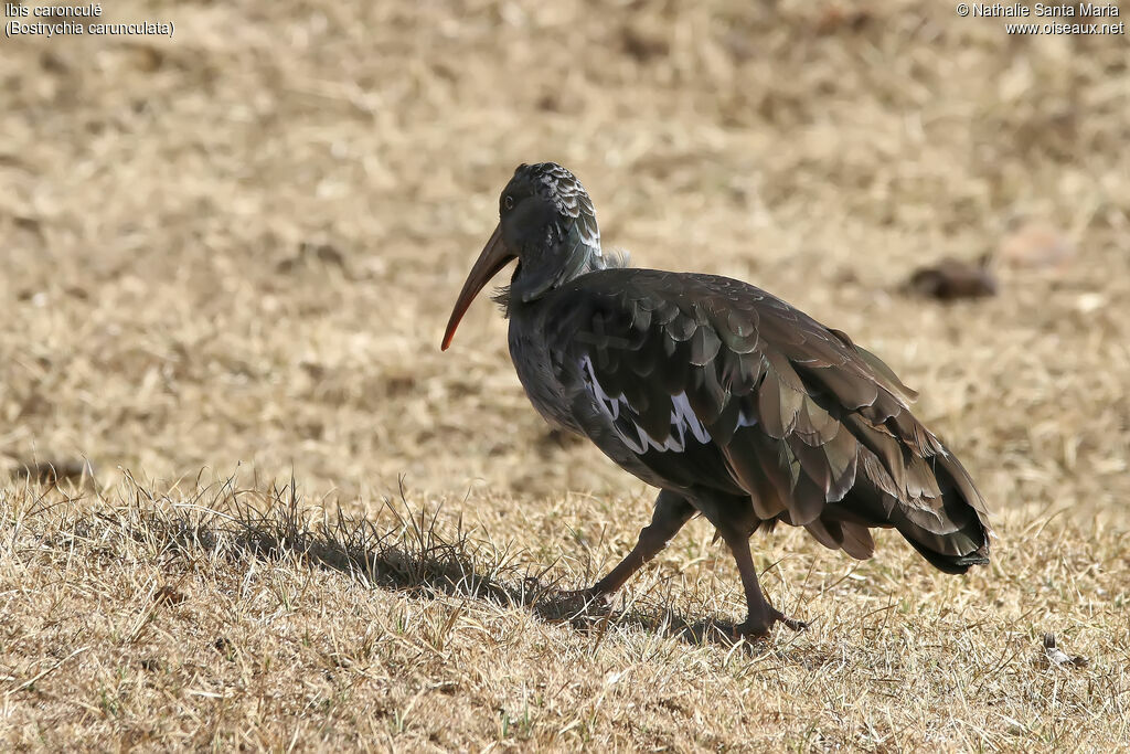 Ibis caronculéadulte, identification, habitat, marche