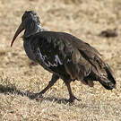 Ibis caronculé