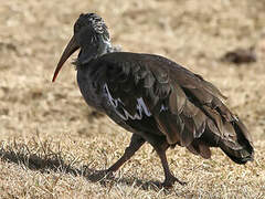 Ibis caronculé