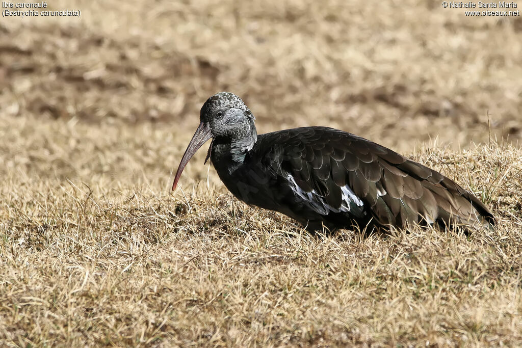 Ibis caronculéadulte, identification, habitat