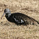 Ibis caronculé