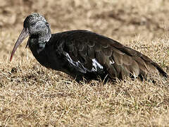 Wattled Ibis