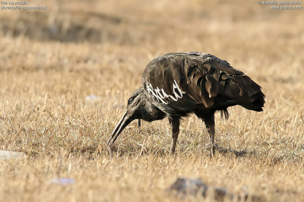 Wattled Ibisadult, identification, habitat, fishing/hunting