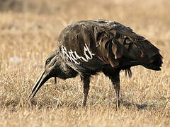 Ibis caronculé