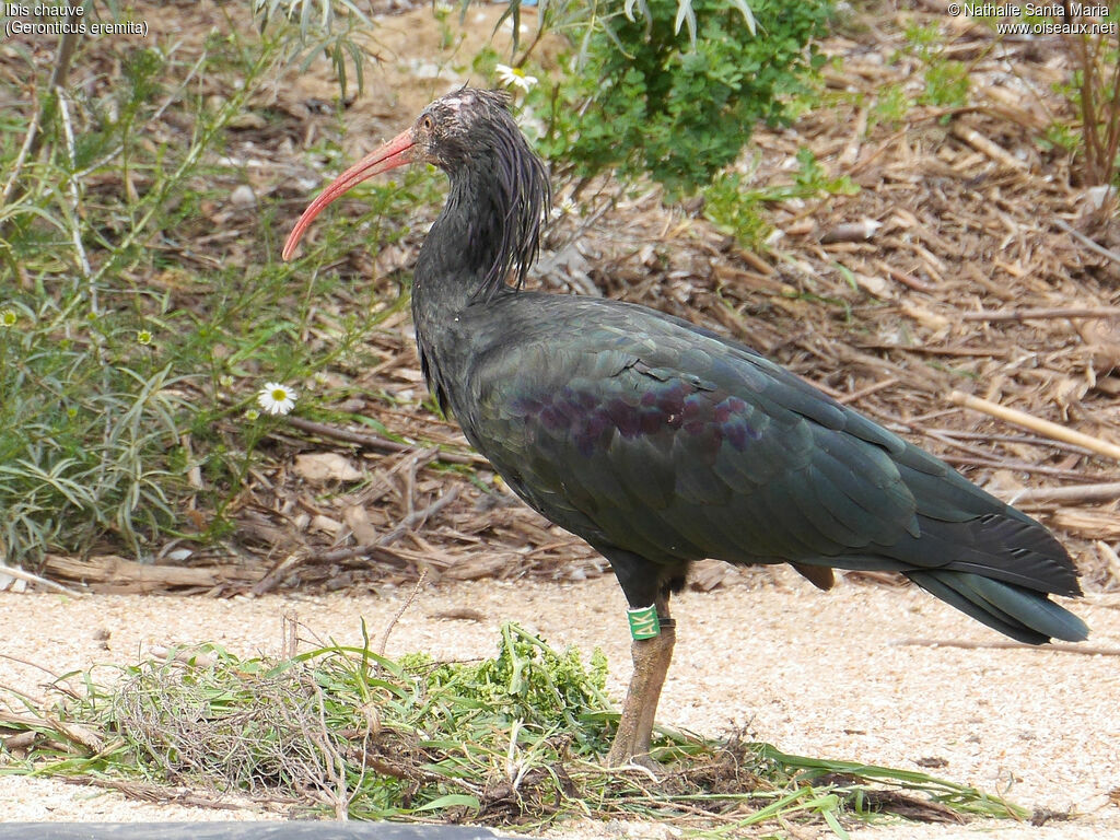 Ibis chauveadulte