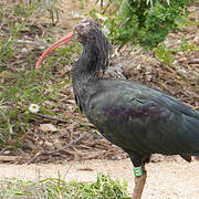 Northern Bald Ibis