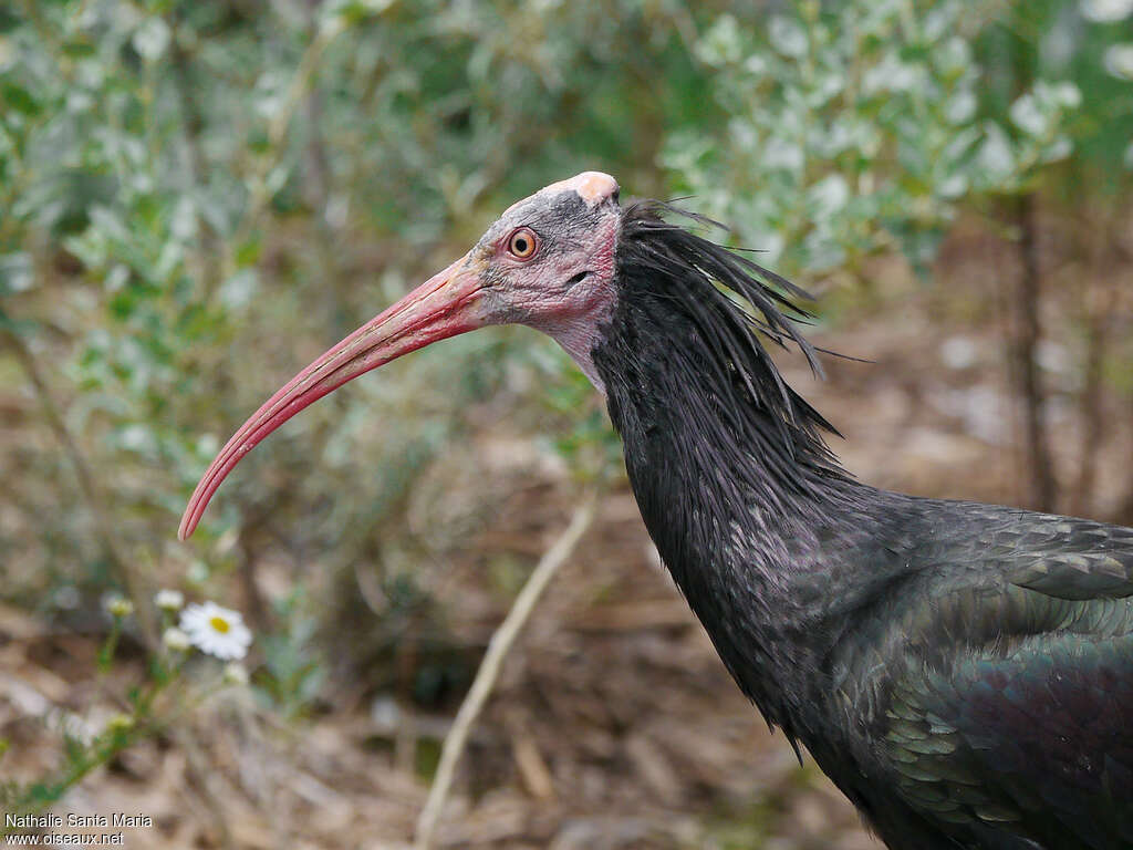 Northern Bald Ibisadult, close-up portrait