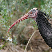 Northern Bald Ibis