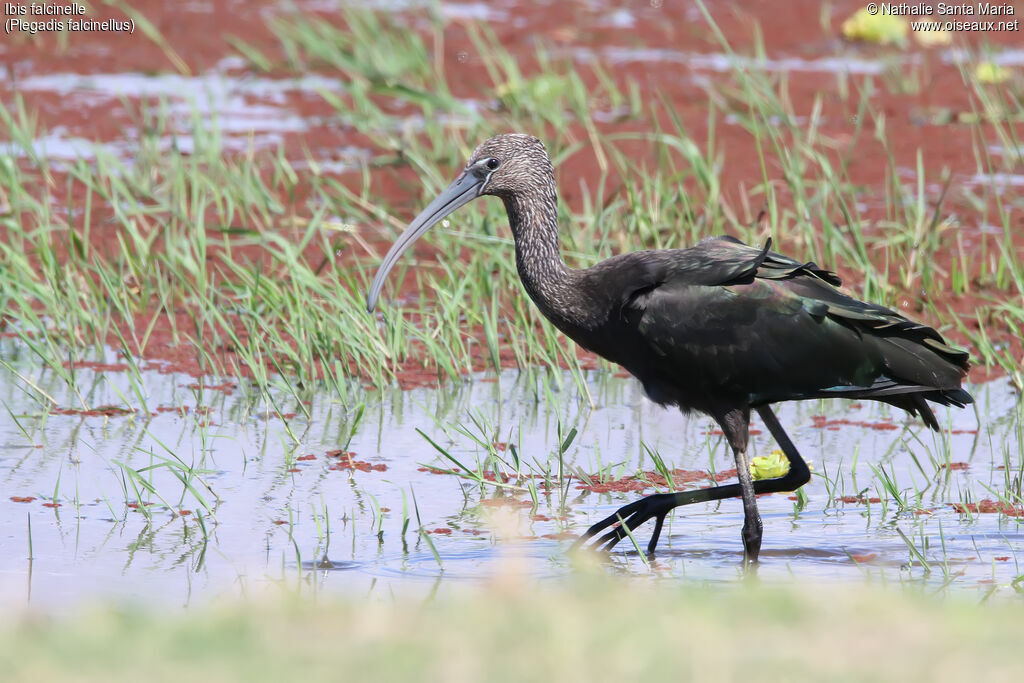 Glossy Ibisimmature, identification, habitat, walking