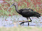 Ibis falcinelle