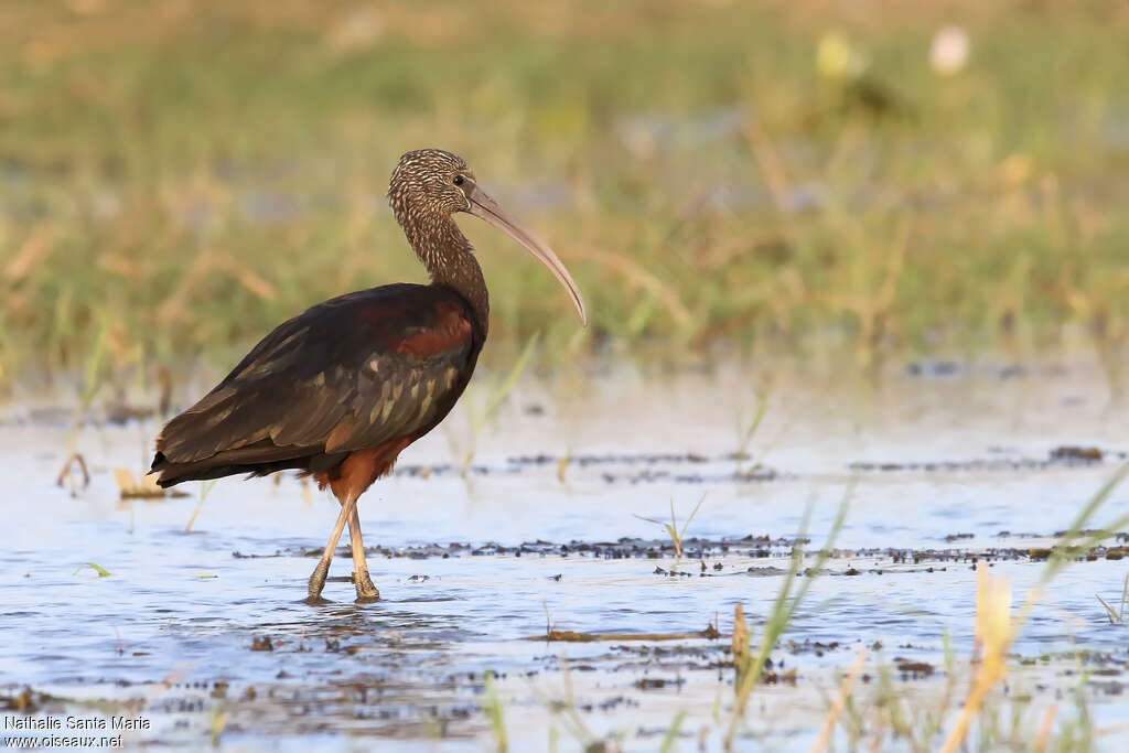 Glossy Ibisadult post breeding, identification, walking