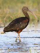 Glossy Ibis