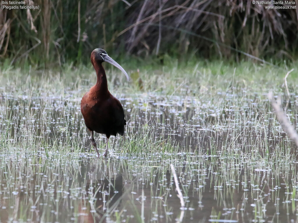 Ibis falcinelleadulte nuptial, identification, habitat, marche, Comportement