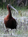 Ibis falcinelle