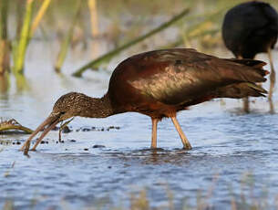 Ibis falcinelle