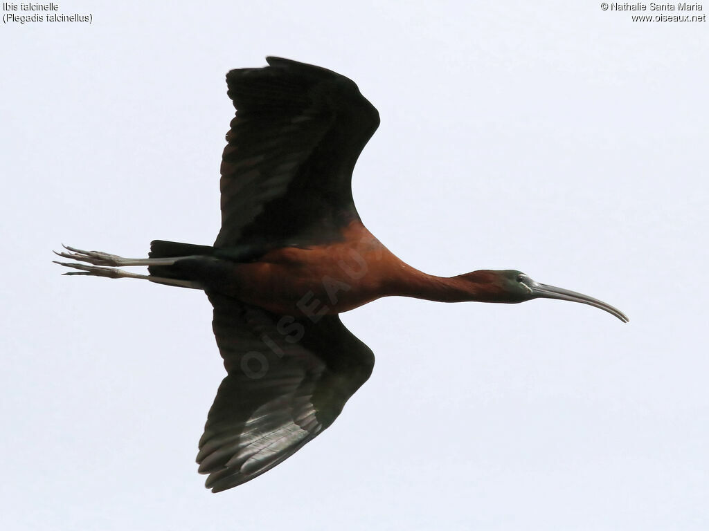 Glossy Ibisadult, identification, Flight, Behaviour