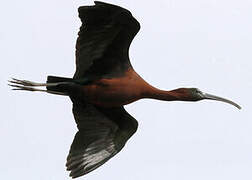 Glossy Ibis