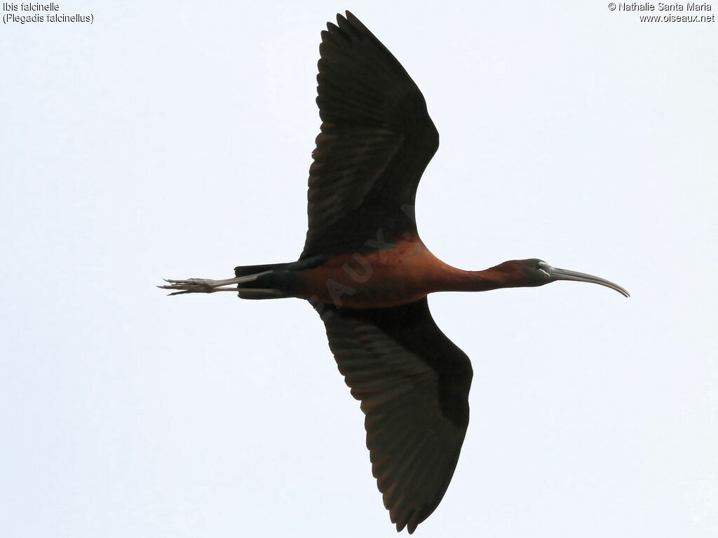 Glossy Ibisadult, Flight