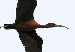 Glossy Ibis