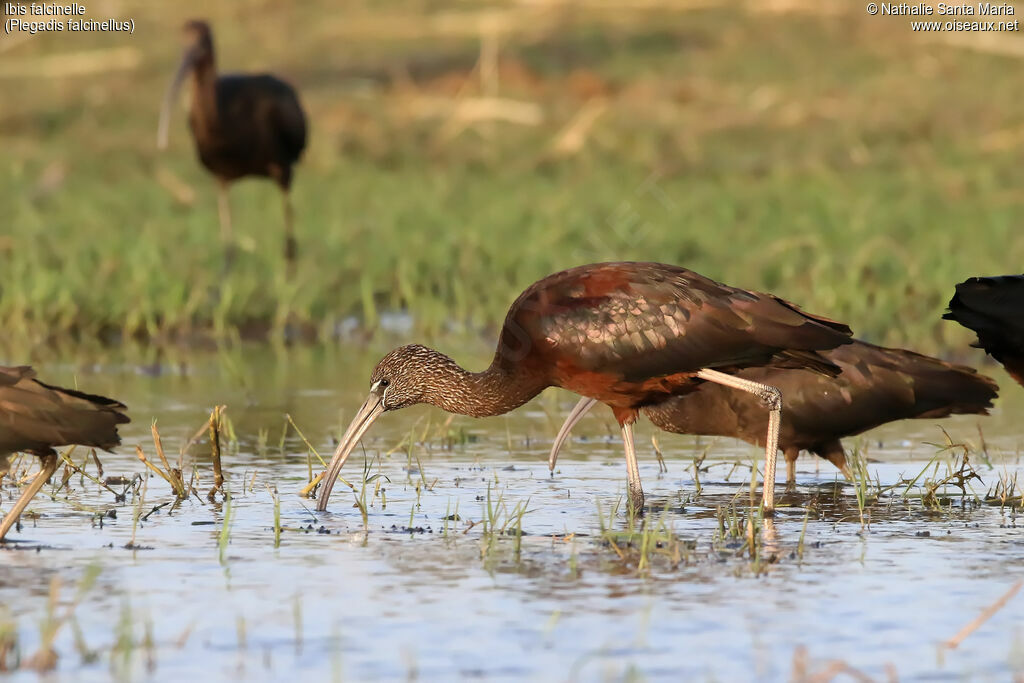 Glossy Ibisimmature, identification, habitat, walking, fishing/hunting