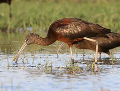 Glossy Ibis