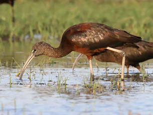 Ibis falcinelle