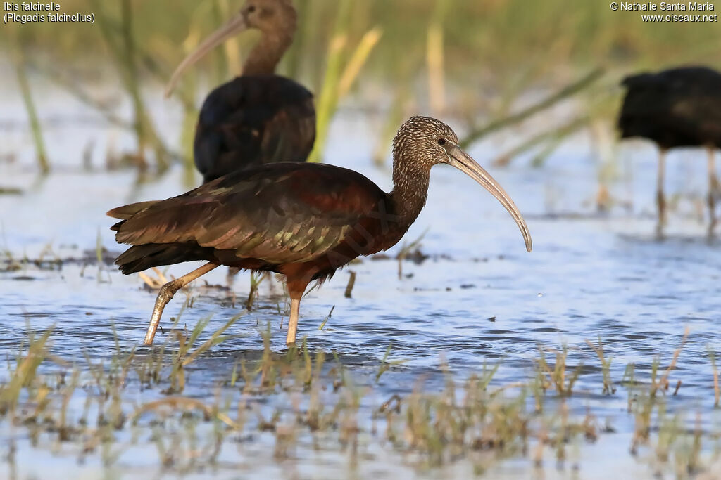 Ibis falcinelleimmature, identification, habitat, marche