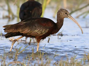 Ibis falcinelle