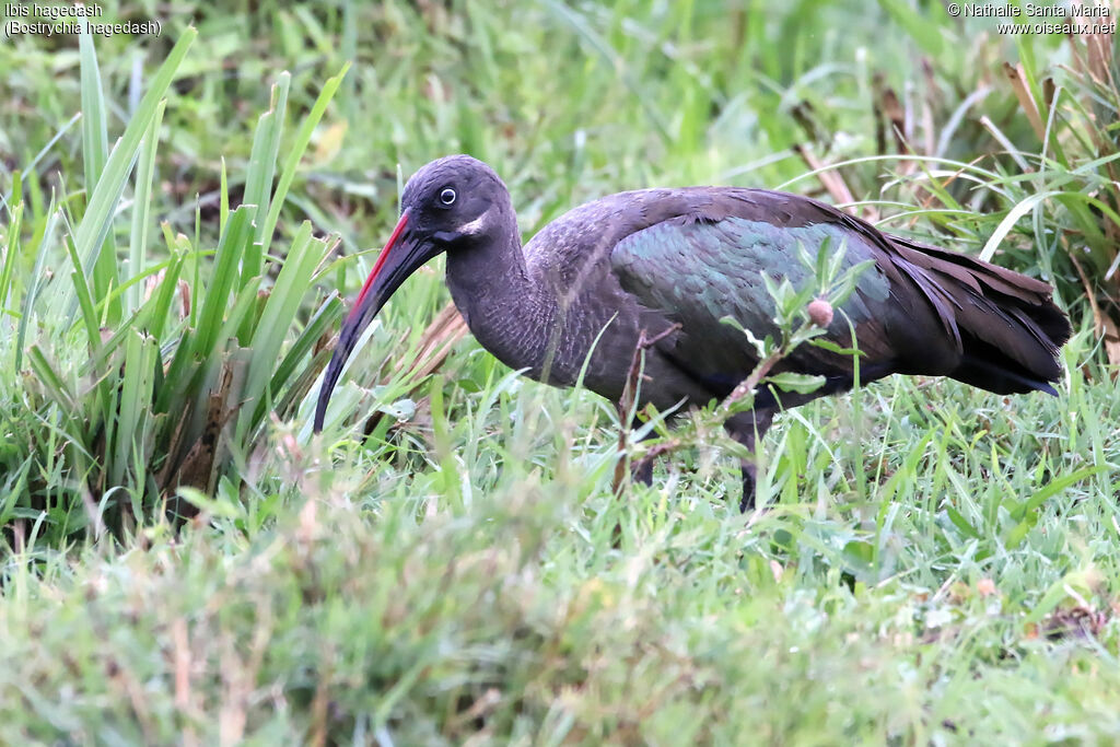 Hadada Ibisadult, identification, habitat, walking