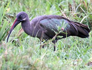 Ibis hagedash