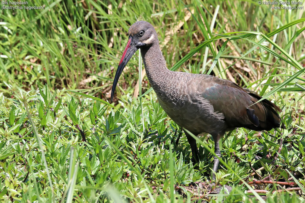 Ibis hagedashadulte, identification, habitat, marche