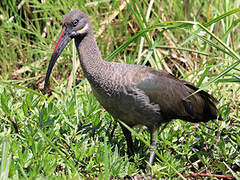 Hadada Ibis