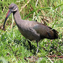 Ibis hagedash
