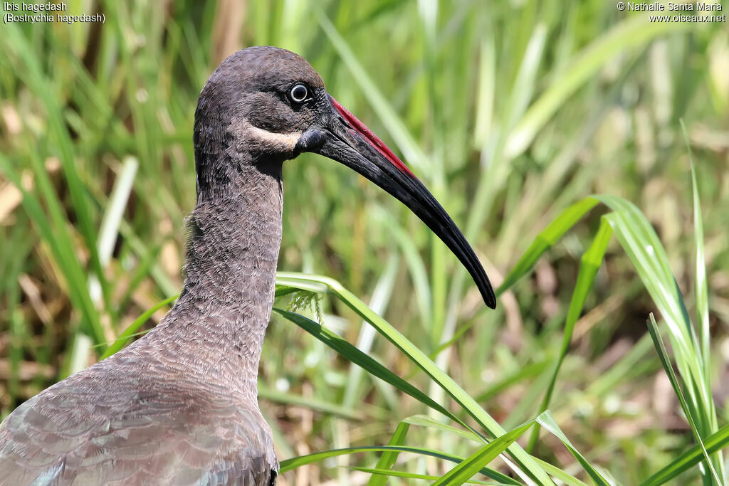 Ibis hagedashadulte, identification, portrait