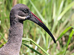 Hadada Ibis