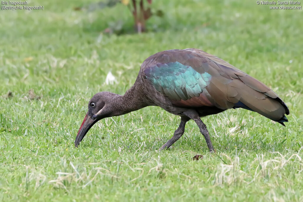 Hadada Ibisadult, identification, habitat, walking