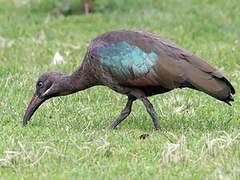 Hadada Ibis