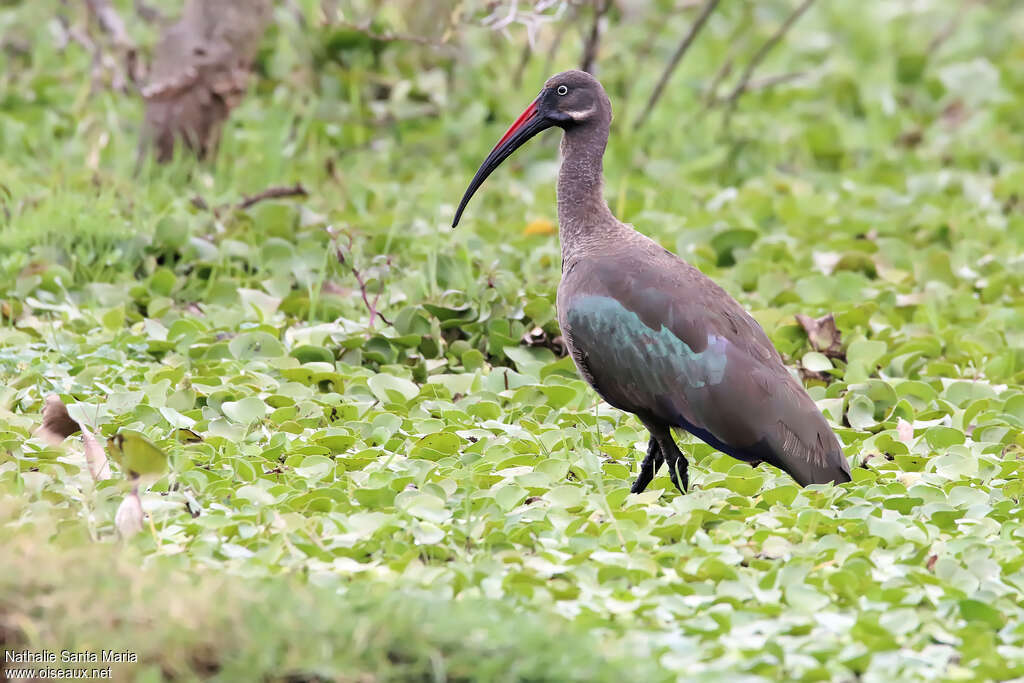 Hadada Ibisadult, identification