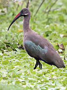 Hadada Ibis