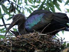 Hadada Ibis