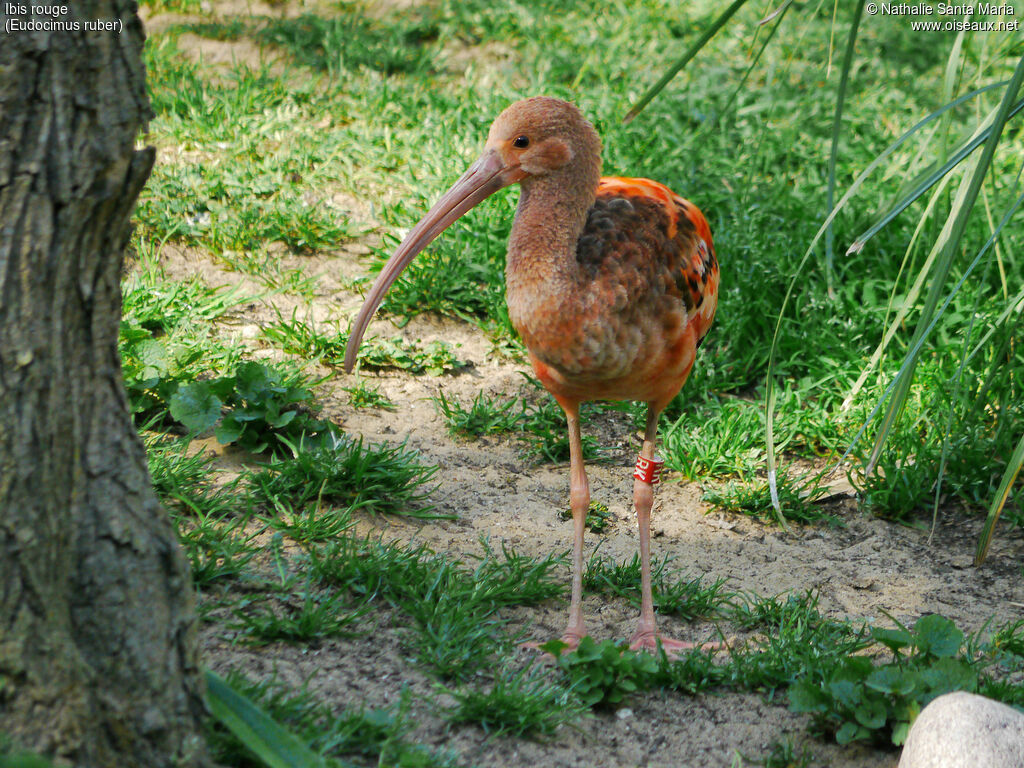 Scarlet Ibisjuvenile